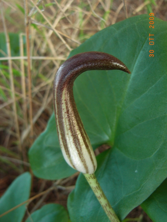 Arisarum vulgare